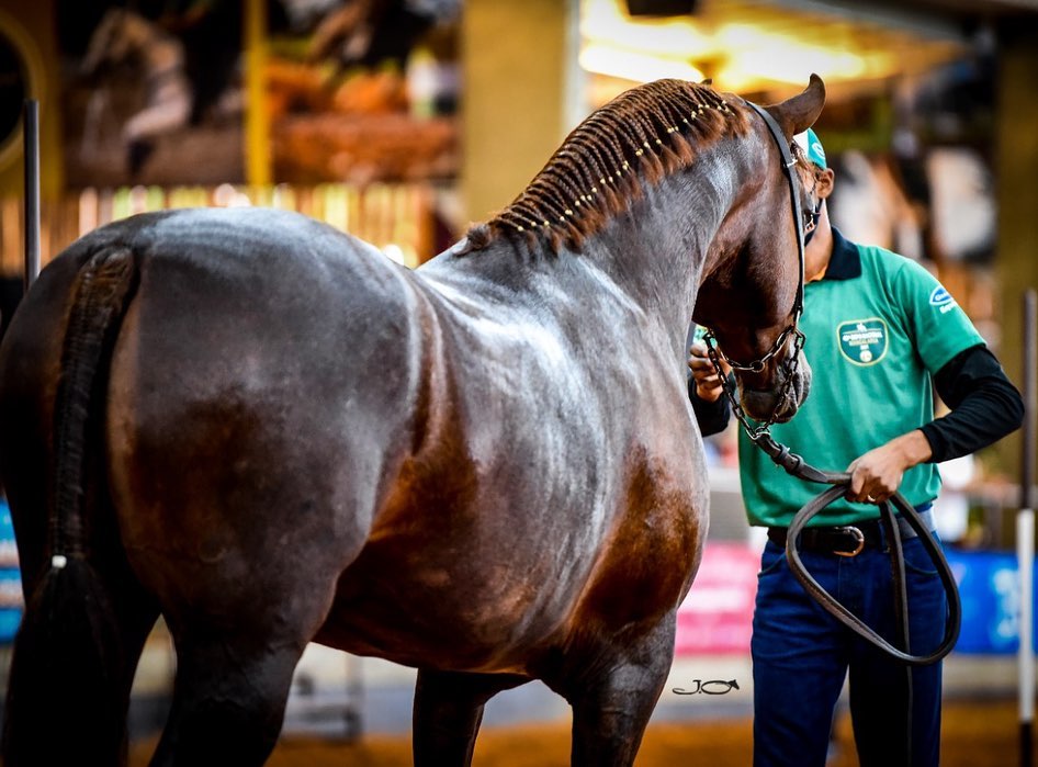 Haras A.E.J - Nacional do Mangalarga 202