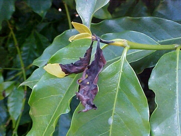 Mancha-de-Phoma em planta de cafe