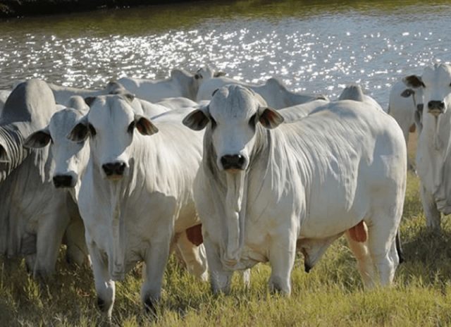 Nelore, Brahma e Tabapuã