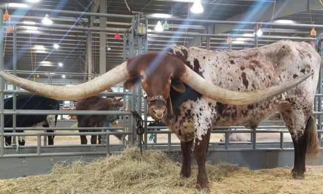 Ox-maior-chifre-do-mundo