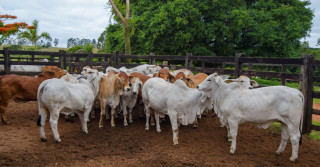 PROVA BRAHMAN animais
