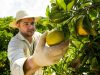 Produtores de citros comprovam benefícios de fertilizantes minerais