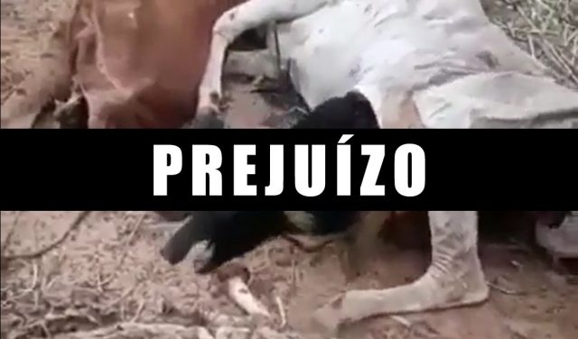 javalis matam e devoram vacada