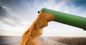 colheita de milho