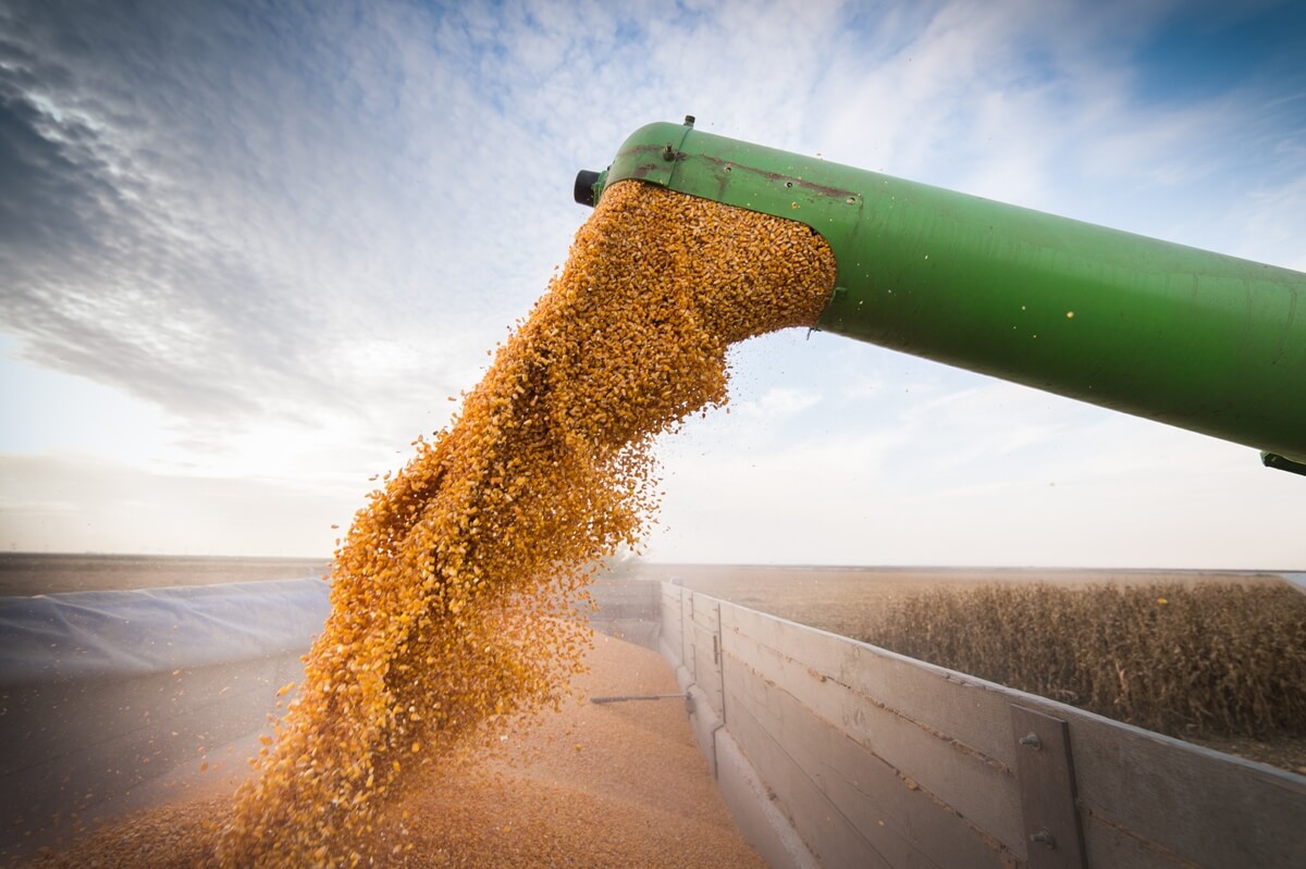 colheita de milho