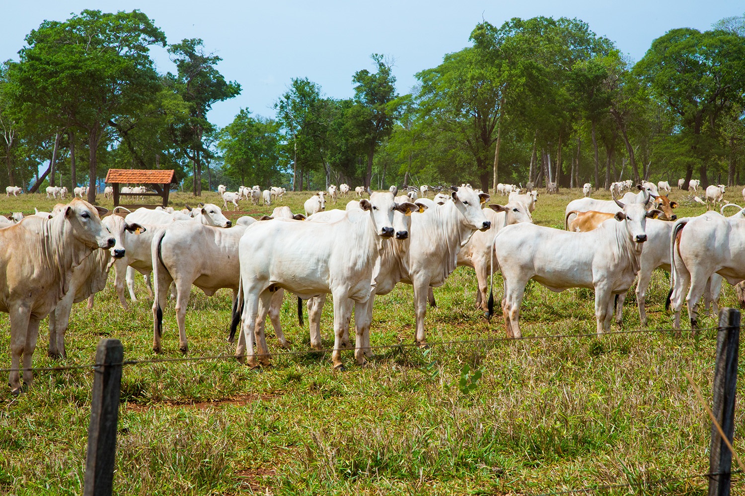 Vaca Nelore - Crédito Divulgação