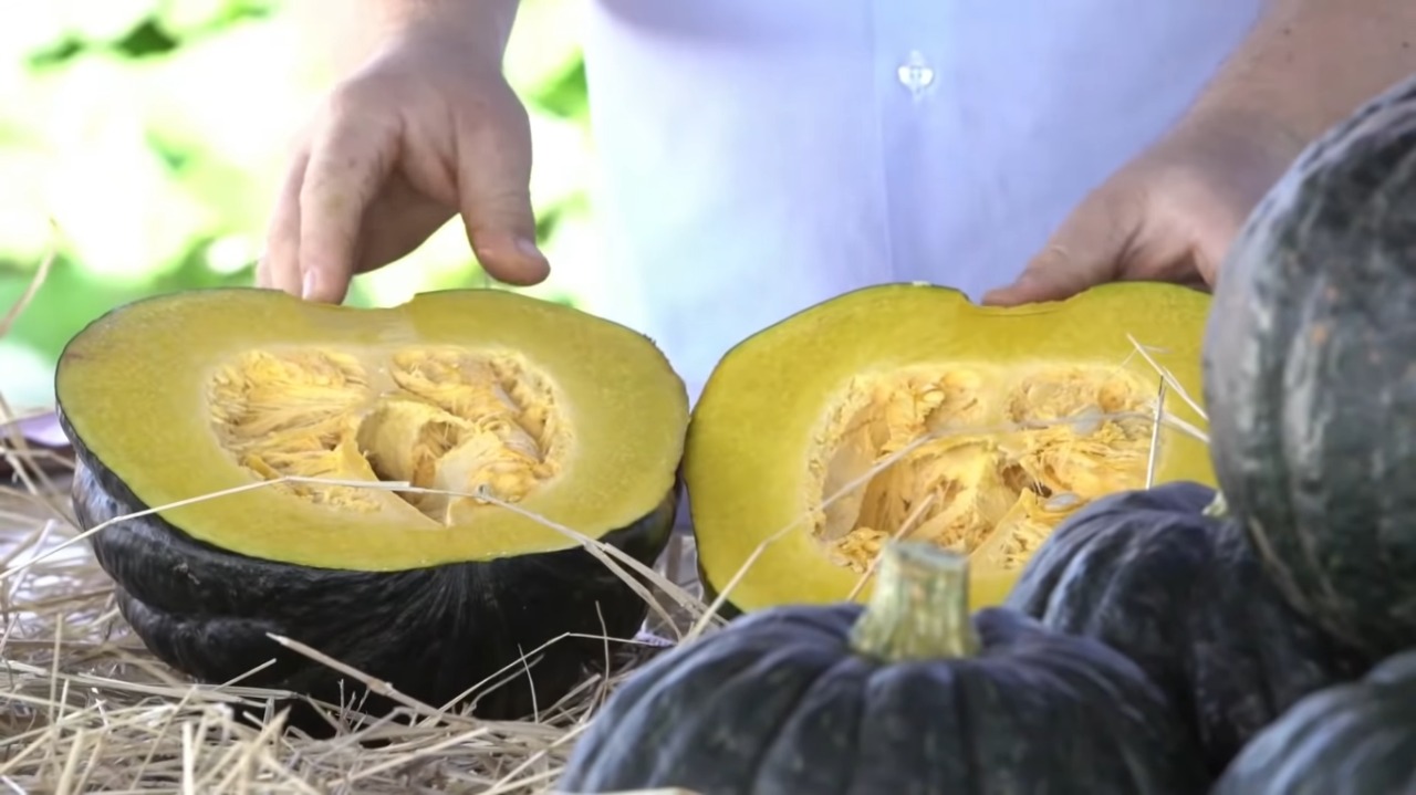 Abóbora híbrida é destaque com frutos graúdos e pesados