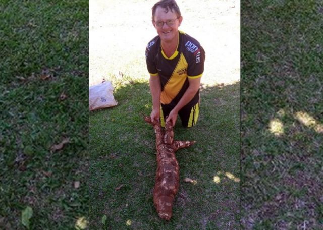 mandioca15kg
