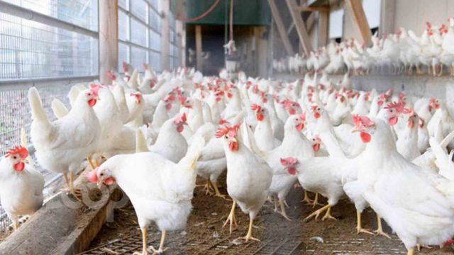 birdflu