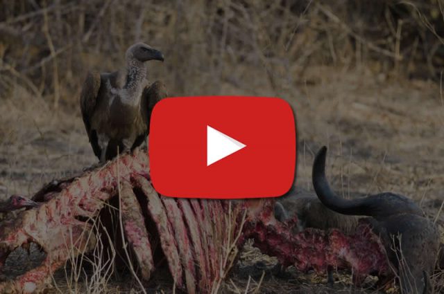 abutre-em-uma-carcaça-do-búfalo-no-parque-nacional-sul-de-luangwa-74301299