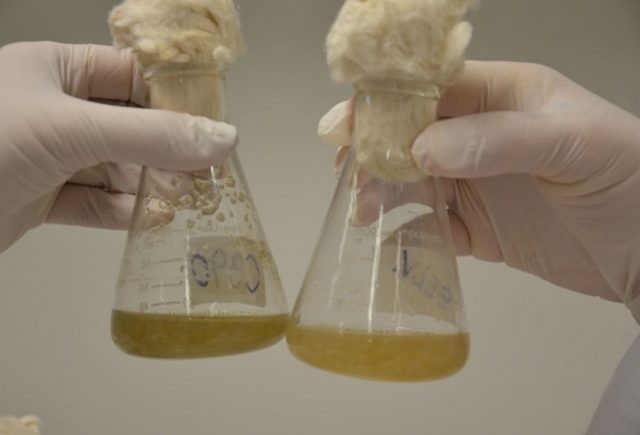 agrobioinsumo
