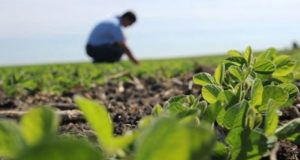 agronegocio agronomo na lavoura de soja