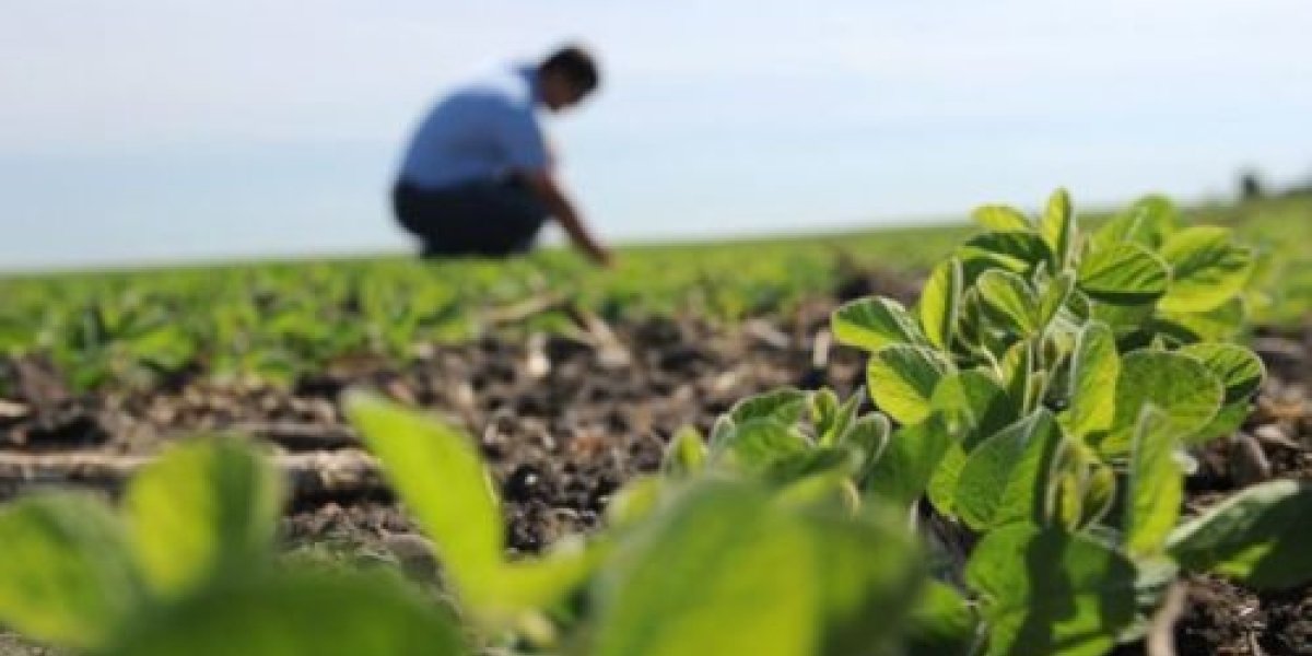 agronegocio agronomo na lavoura de soja