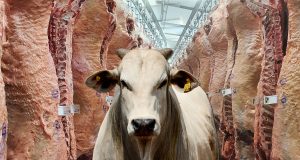 carcacas-bovinas-da-raca-angus - exportação de carne bovina
