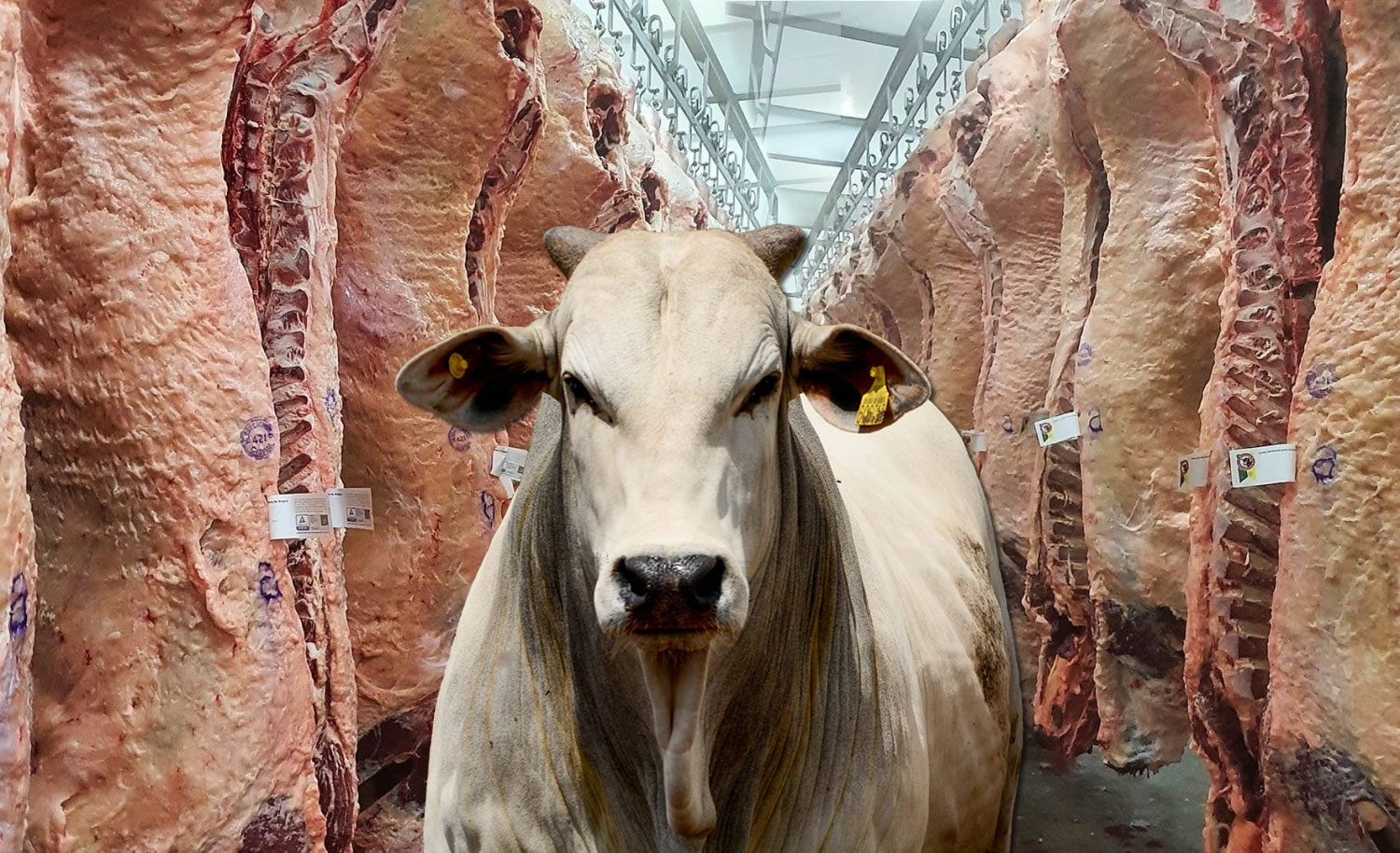 carcacas-bovinas-da-raca-angus - exportação de carne bovina