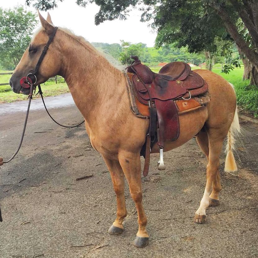 cavalo quarto de milha