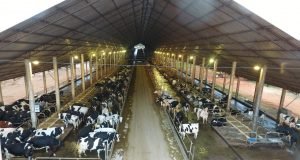 divulgação-semex-fazenda-melkstad