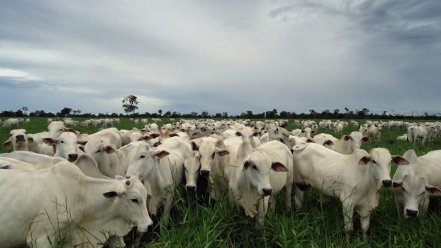 boipasto