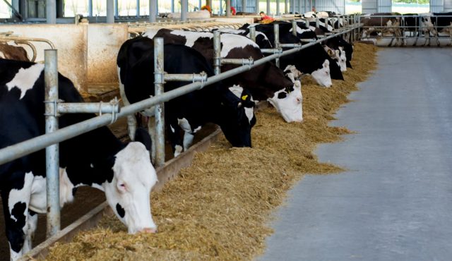 vacas