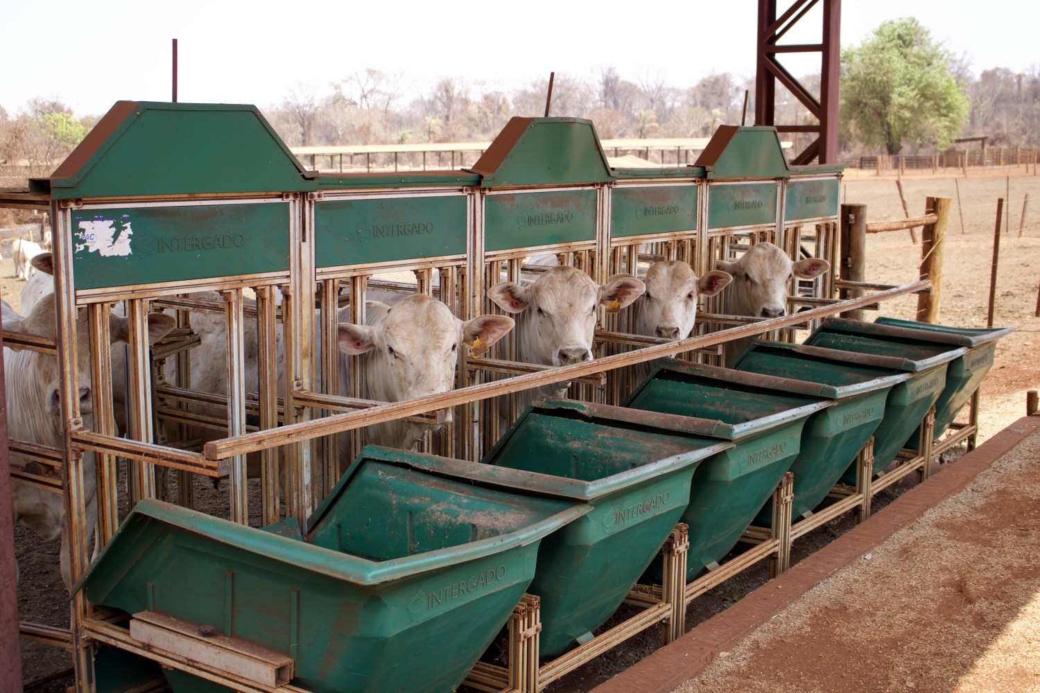 gado canchim - touros na pcad 2021 - eficiencia alimentar intergado
