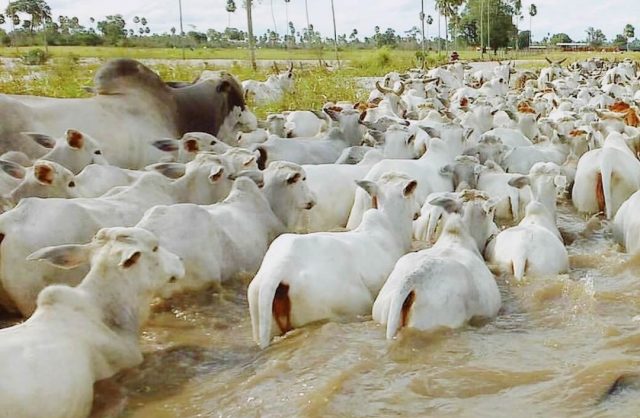 gado nelore atravessando rio gado nelore atravessando rio