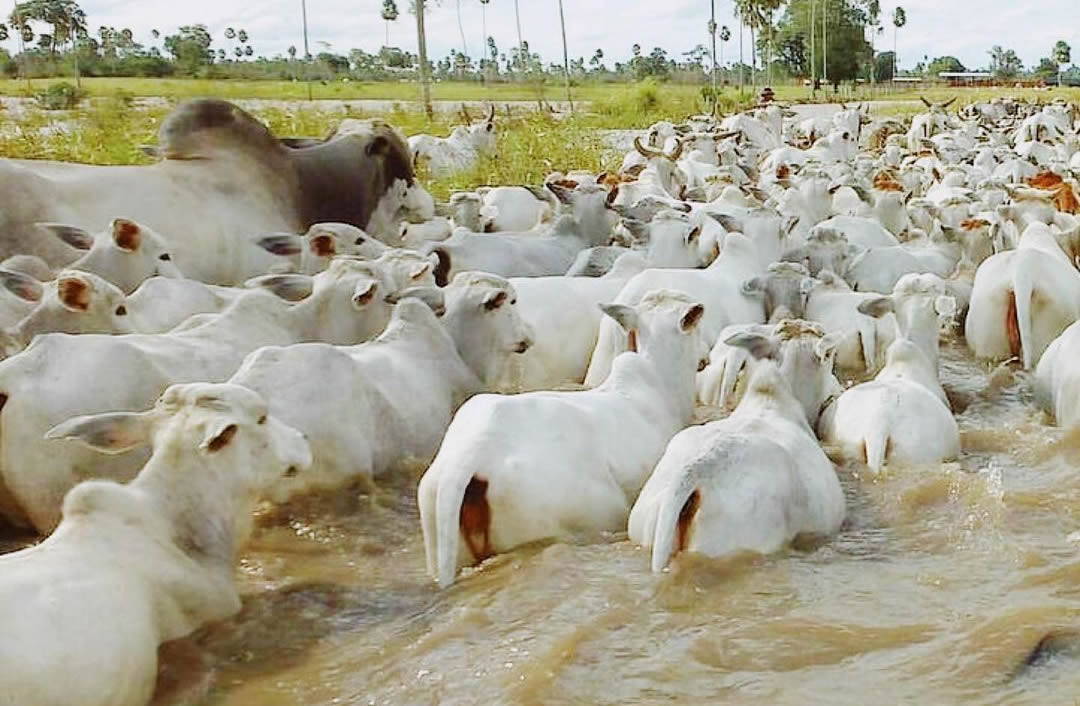 gado nelore atravessando rio