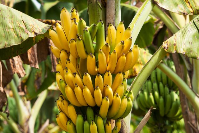banana