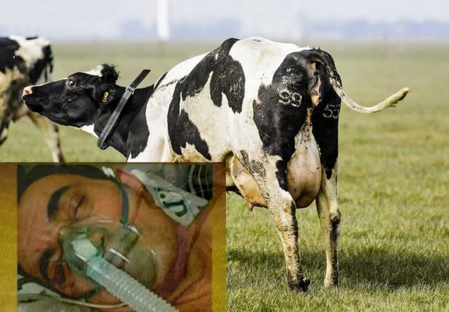 vaca louca em humanos