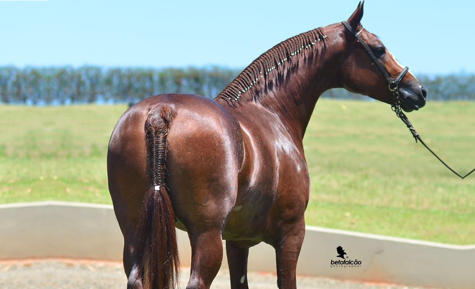 instinto cavalo mangalarga campeao 1