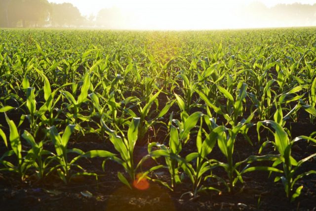 agricultura