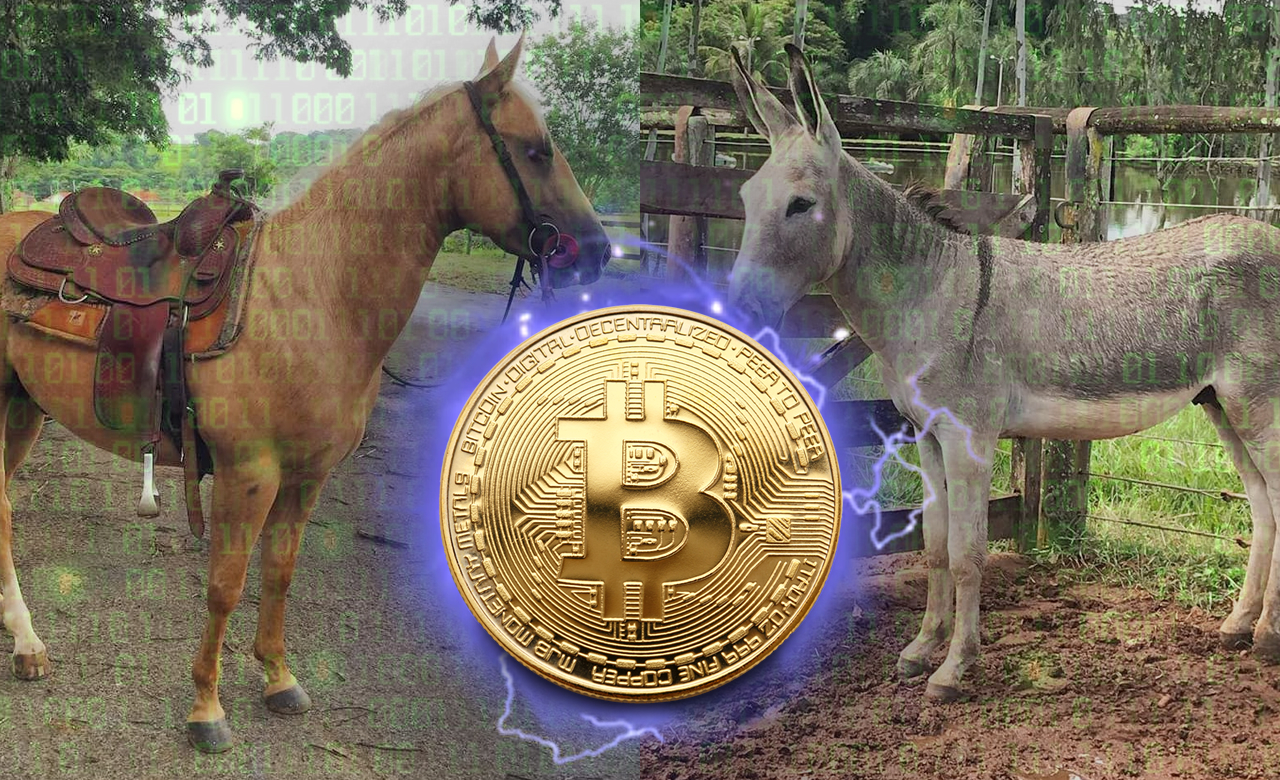 primeira fazenda aceitar bitcoin - cavalos