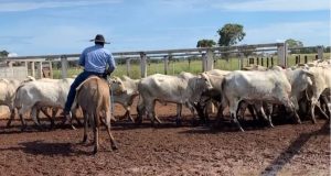 riscos na hora da comercializacao do gado