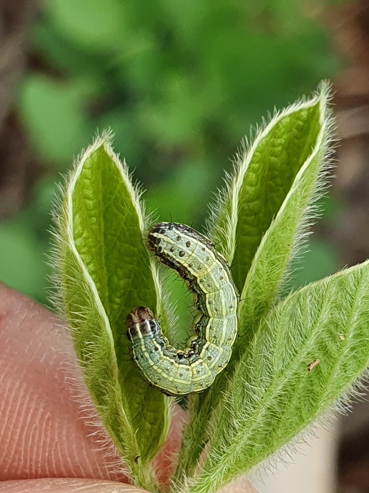 Lagarta Spodoptera