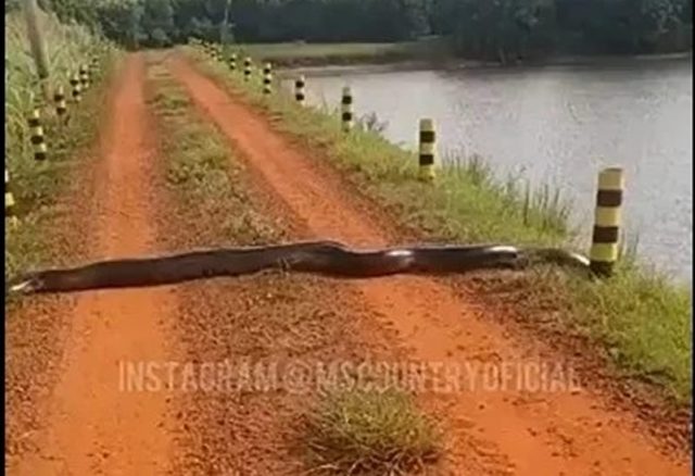 sucuri gigante