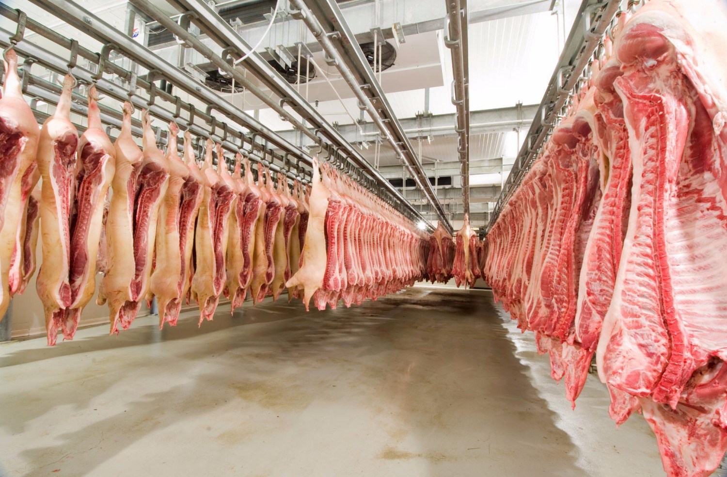 Las exportaciones de carne de cerdo alcanzaron las 91.400 toneladas en marzo