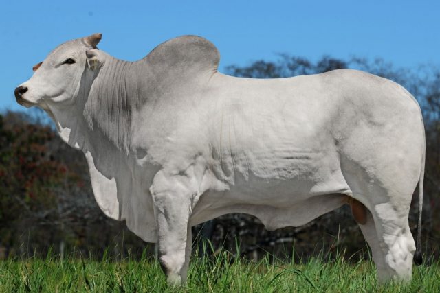 Touro Select Sires