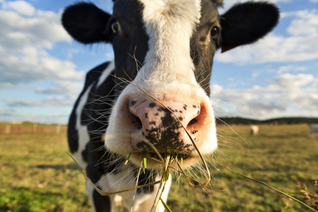vaca