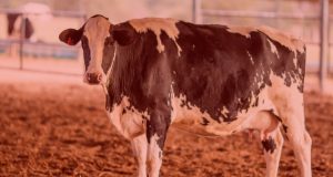 vaca leiteira - alerta vermelho