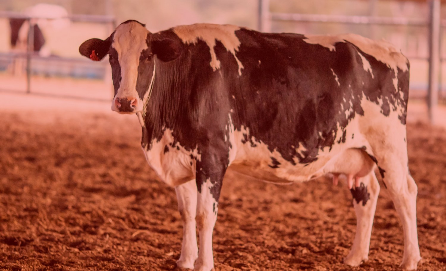 vaca leiteira - alerta vermelho