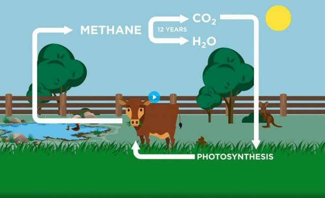vacas nao sao culpadas pelos gases de efeito estufa vacas nao sao culpadas pelos gases de efeito estufa