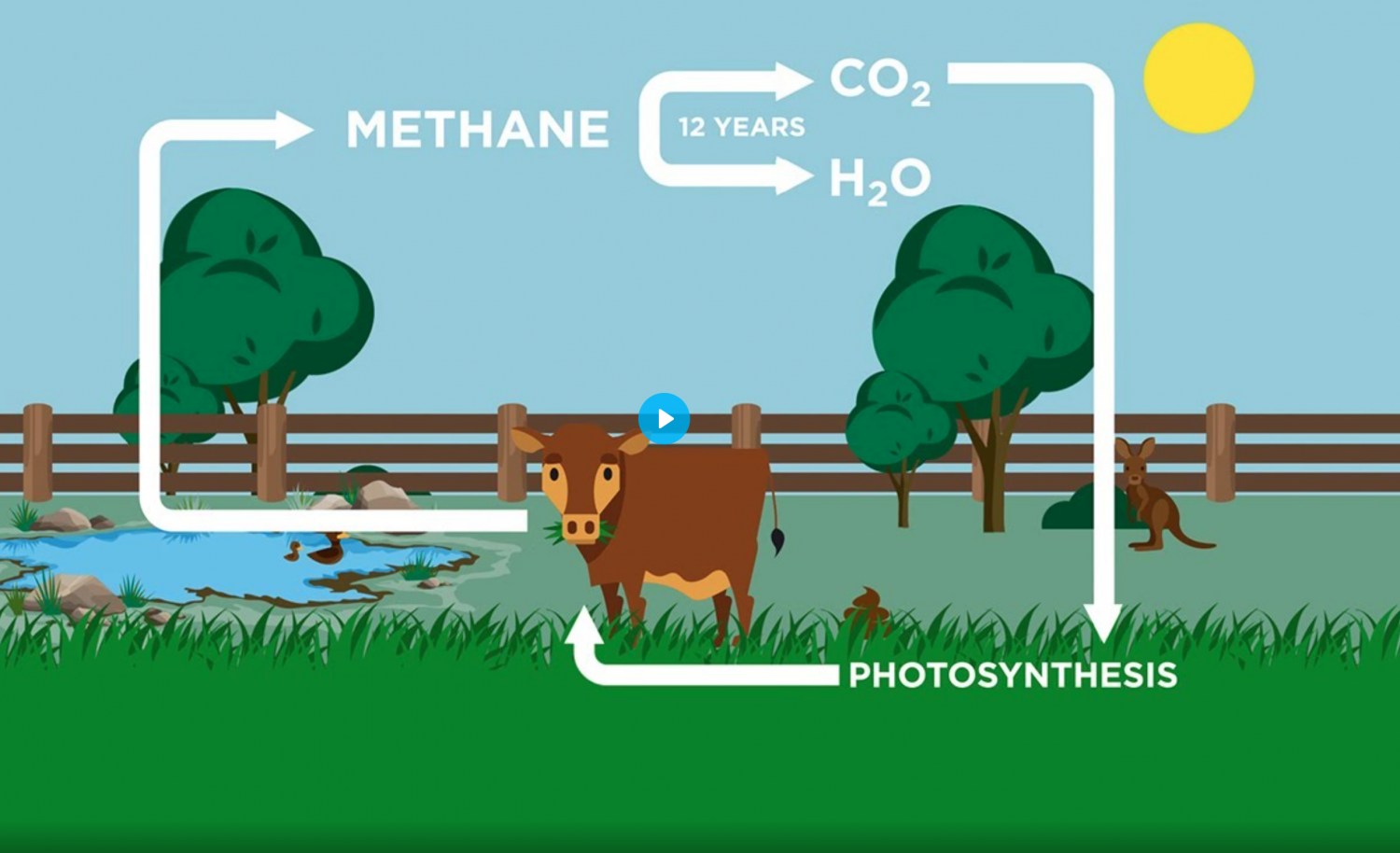 vacas nao sao culpadas pelos gases de efeito estufa