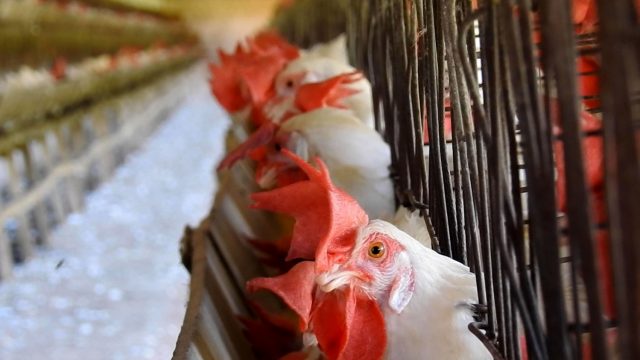 Gigantes da indústria da carne terão compromissos com bem-estar animal avaliados no MICA Gigantes da indústria da carne terão compromissos com bem-estar animal avaliados no MICA