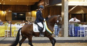 39ª Expo Lusitano F1b - Campeão dos Campeões _ Olimpo do Castanheiro