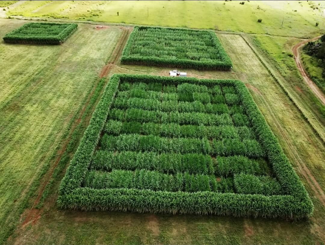 Área experimental com cana na Fazenda Sucupira - cana