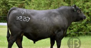 Beef on Dairy: estratégia que gera ganhos em qualidade, eficiência alimentar e lucratividade em rebanhos de leite