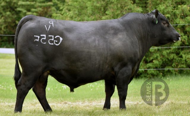 Beef On Dairy - Prime Semex Beef on Dairy: estratégia que gera ganhos em qualidade, eficiência alimentar e lucratividade em rebanhos de leite