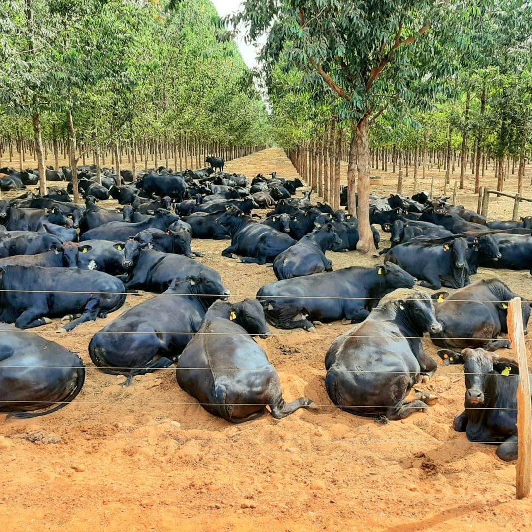 Bem estar animal na prática, vacas descansando na maternidade carbono neutro, com sombreamento natural por árvores de eucalipto.