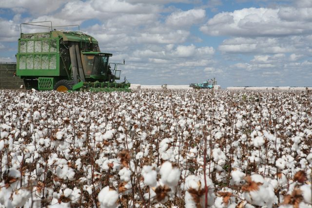 cotton fields foto divulgação