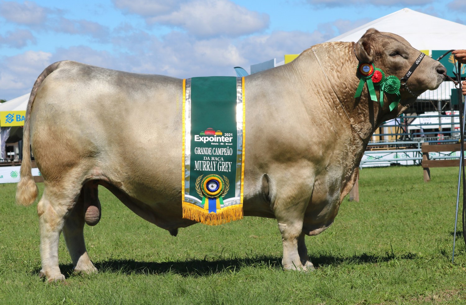 A 4ª edição do Concurso "ORB - Campeão do Mundo", que ocorreu online entre os dias 1º a 14 de dezembro de 2021, elegeu os melhores do mundo de cada raça. Entre os animais que representam o Brasil, o destaque foi o touro campeão Mr James Bond TE, da raça Murray Grey.