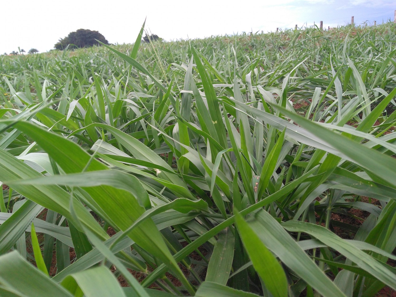 Cultivar Sabiá, a Brachiaria exclusiva da Barenbrug do Brasil